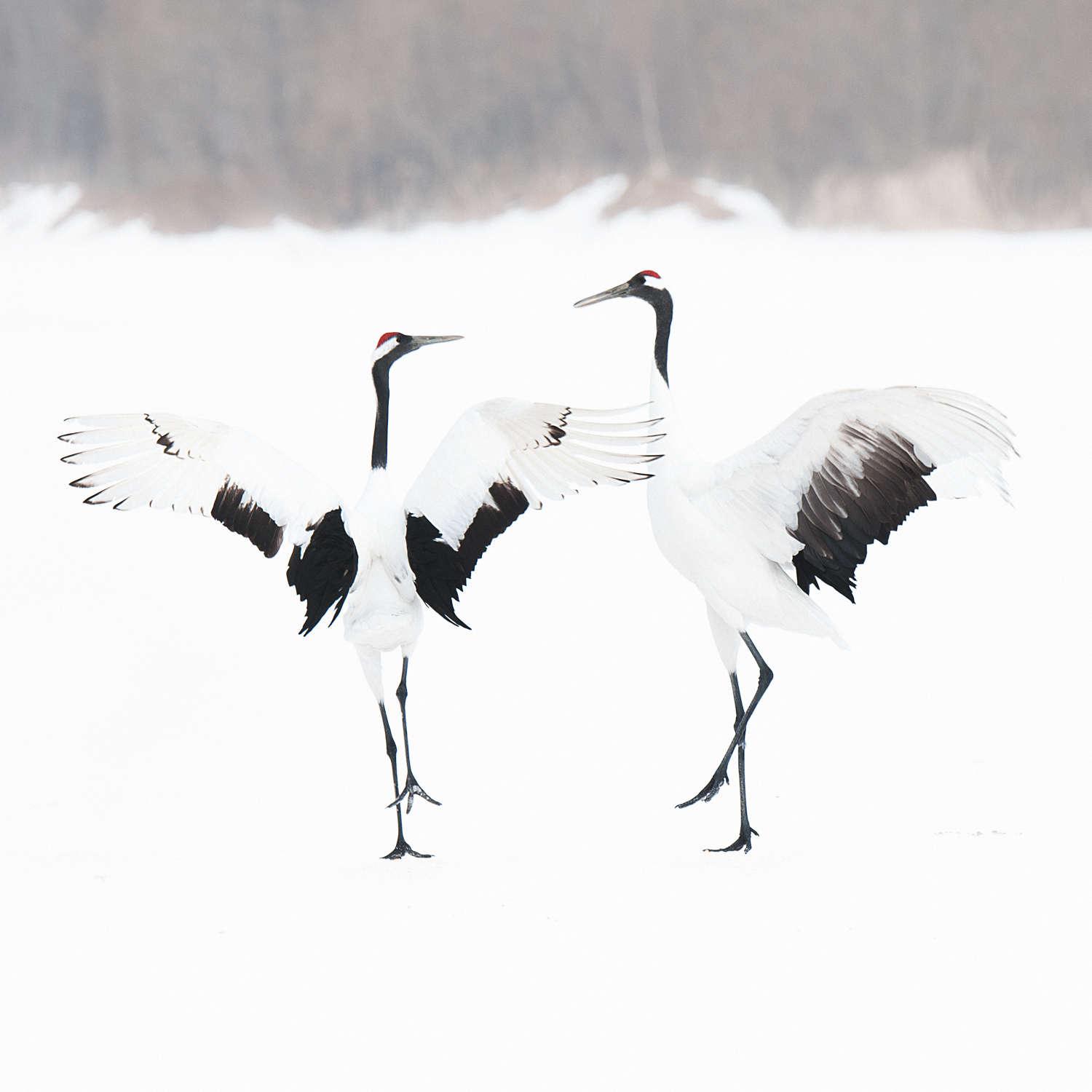 "Fragile", dal 26 marzo la bellezza della Natura, magica e delicata, nelle fotografie di Barbara Dall'Angelo