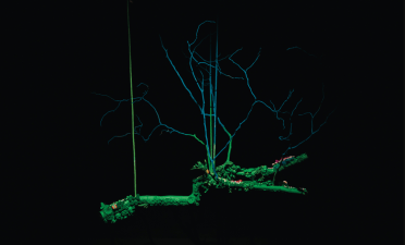 I rami di Veronica Montanino in mostra al Casino Nobile