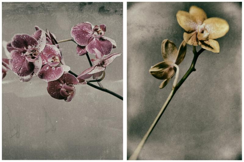 I fiori di Marco Girolami tra ricordi e colori