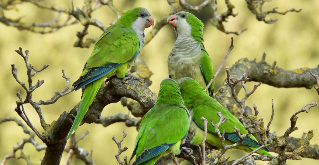 Biodiversità, alla Casina delle Civette le foto di Bruno Cignini e le illustrazioni di Eva Villa
