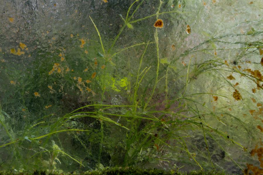 La vie en vert, alla Galleria del Cembalo il progetto fotografico di Karmen Corak