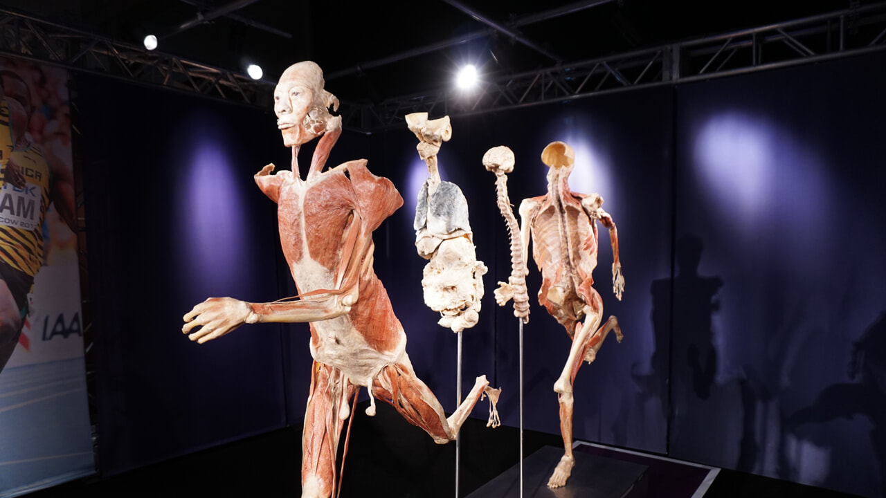 Torna a Roma la mostra scientifica Real Bodies Leonardo’s Anatomy Exhibition