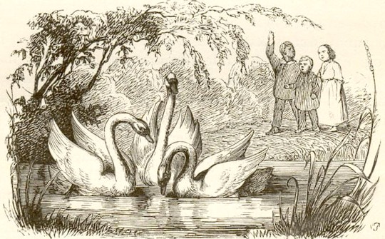 Il brutto anatroccolo