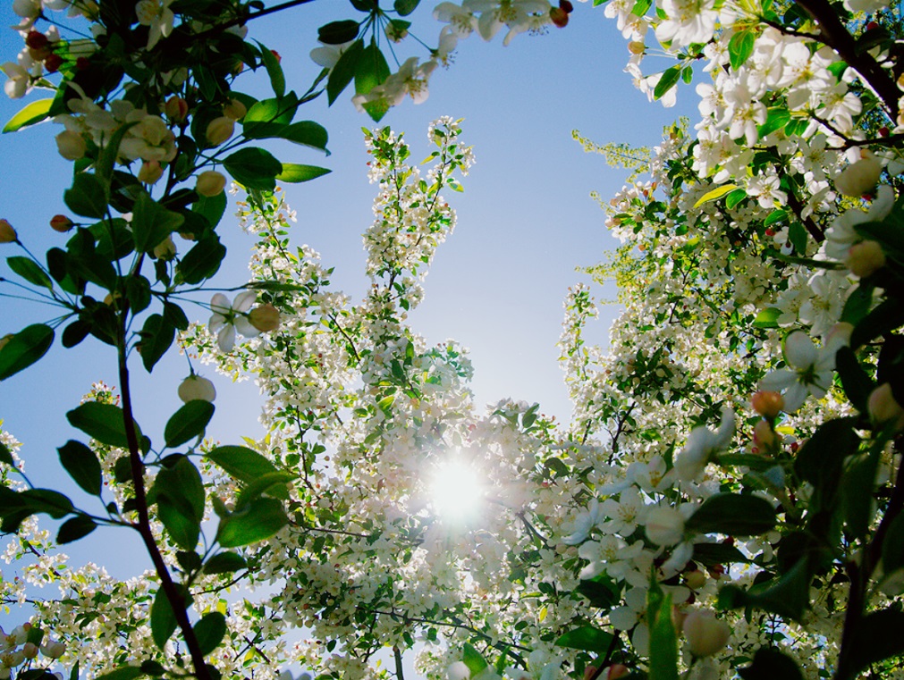 primavera, fiori, sole, piante