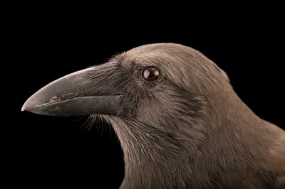 Le foto più belle di Joel Sartore, il fotografo della biodiversità globale