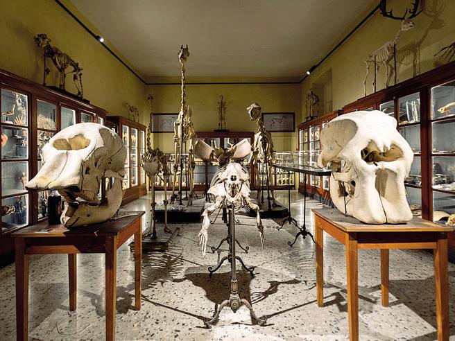 A Parma debutta il MUST – Museo di Storiografia Naturalistica