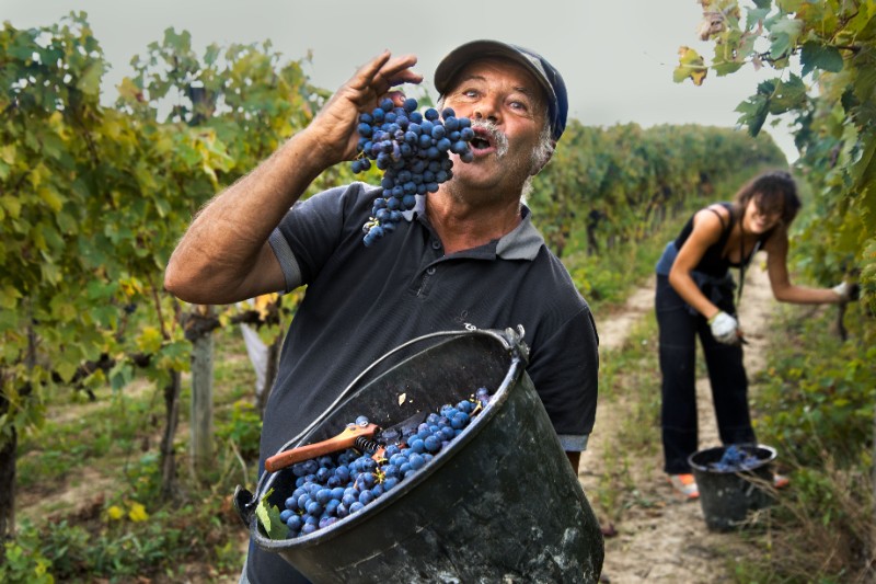 Steve McCurry, Vendemmia (2014_ Montefalco, Umbria) ©Steve McCurry All rights reserved